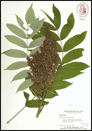specimen of Rhus glabra