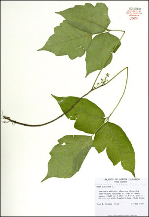 specimen of Toxicodendron radicans