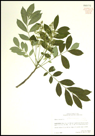 specimen of Toxicodendron vernix